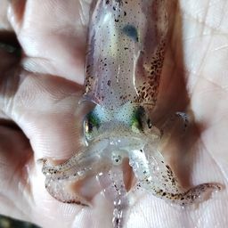 ヒイカ