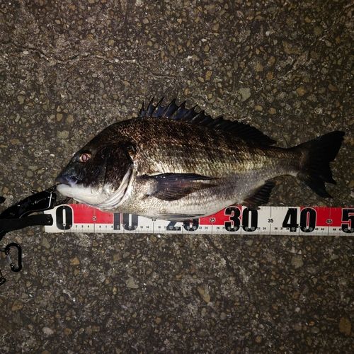 チヌの釣果