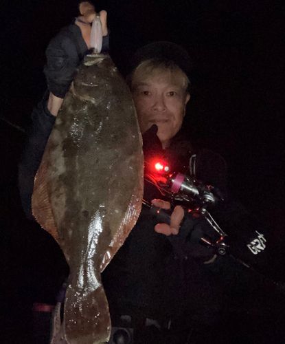 ヒラメの釣果