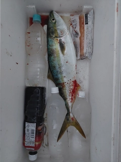 ハマチの釣果