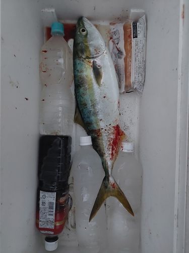 ハマチの釣果