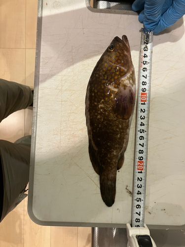 キジハタの釣果
