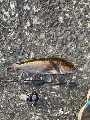 アイナメの釣果