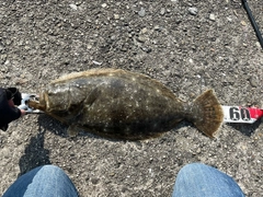 ヒラメの釣果