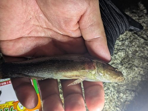 カワアナゴの釣果