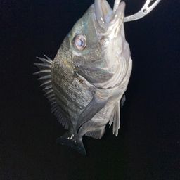 クロダイ