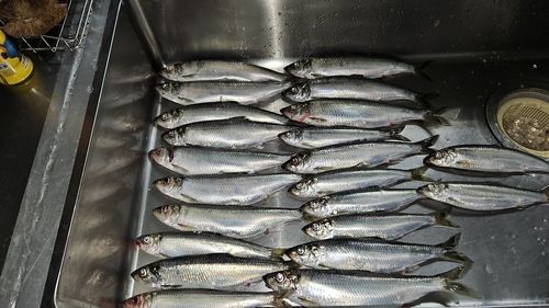 ニシンの釣果