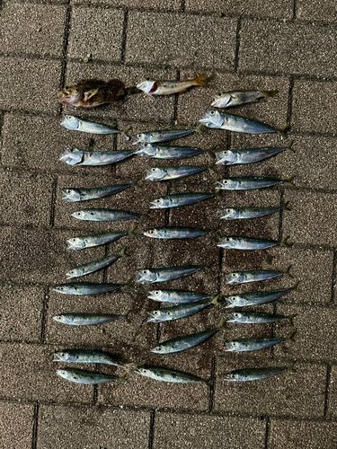 サバの釣果