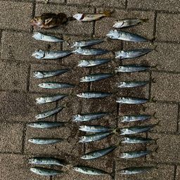サバ