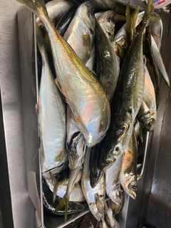 マアジの釣果