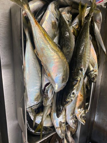 マアジの釣果