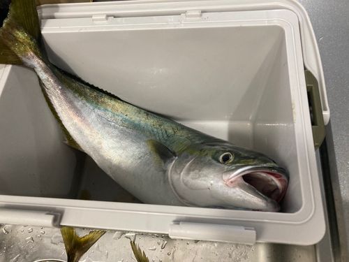 ワラサの釣果