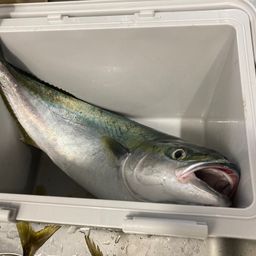 ワラサ