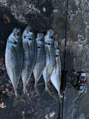アジの釣果