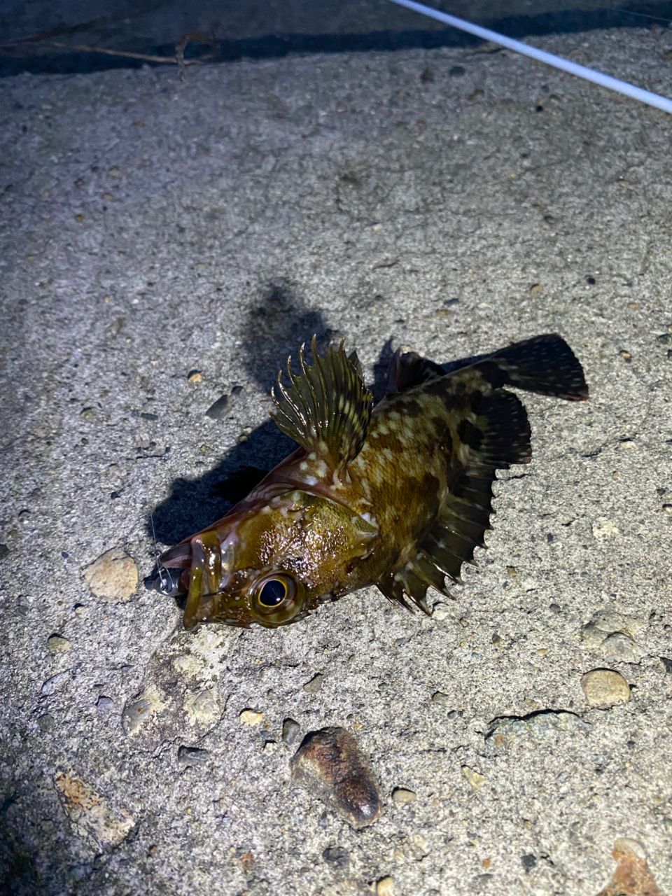 メバル