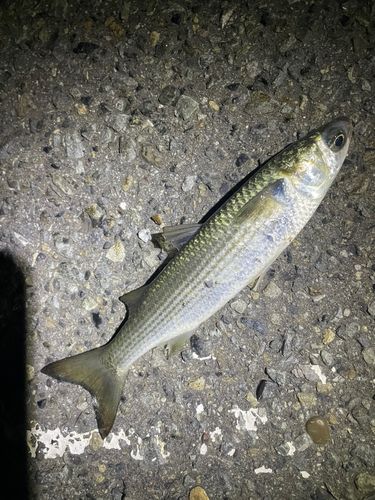 ボラの釣果