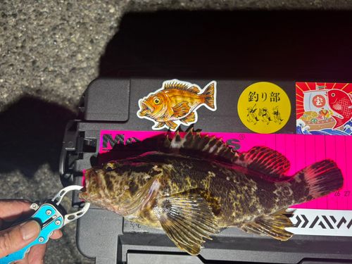 タケノコメバルの釣果