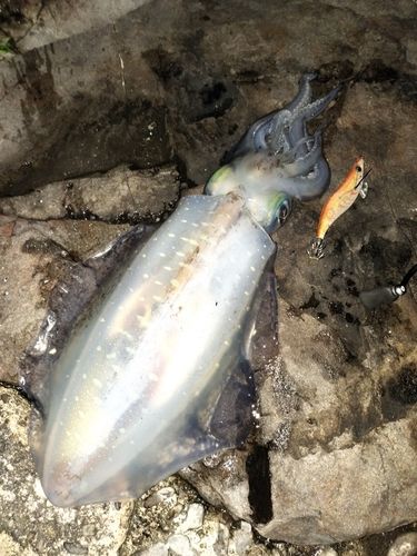 アオリイカの釣果
