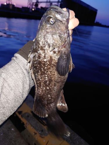 クロソイの釣果