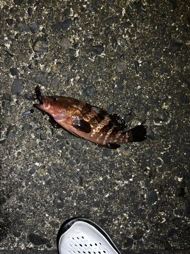 キジハタの釣果