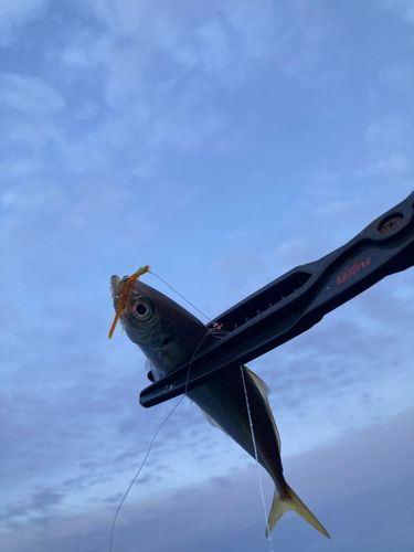 マアジの釣果