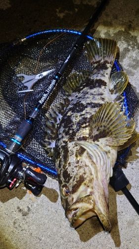 タケノコメバル