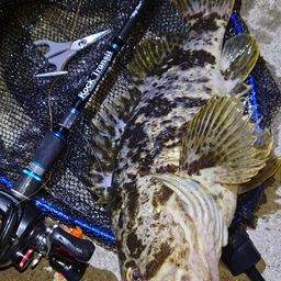 タケノコメバル