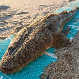 マゴチ