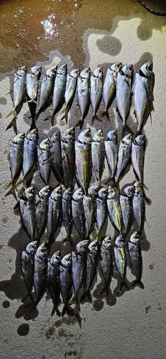 マアジの釣果