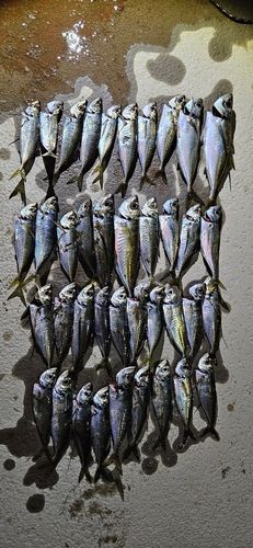 マアジの釣果
