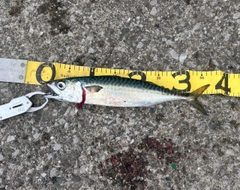 サバの釣果