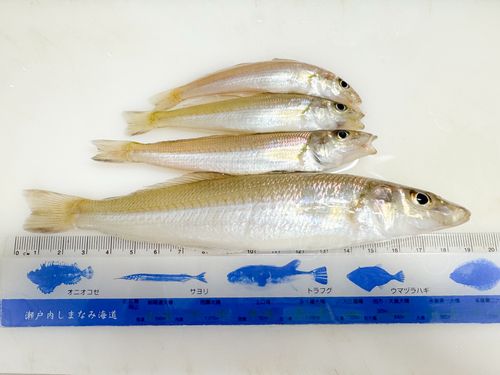 キスの釣果