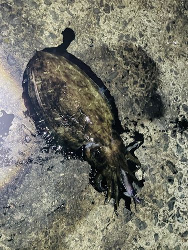 コウイカの釣果