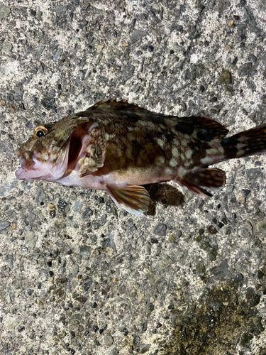 釣果