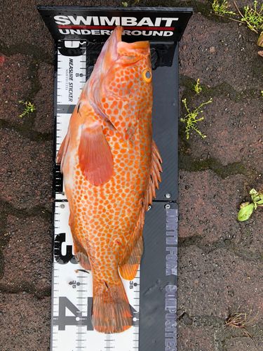 キジハタの釣果