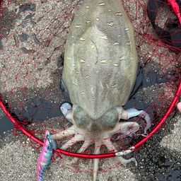 モンゴウイカ