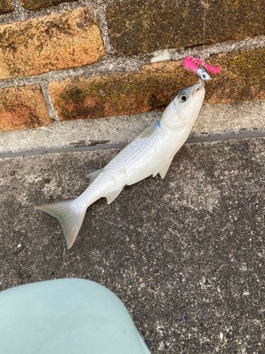 ボラの釣果