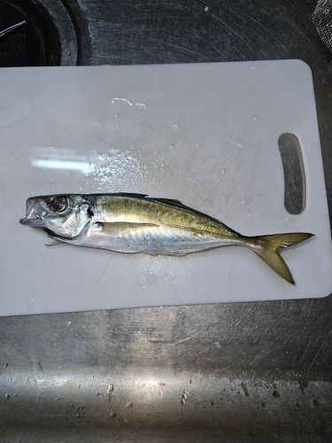マアジの釣果