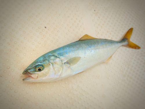 ワカシの釣果