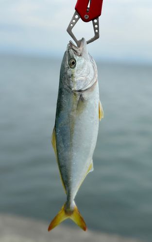 ワカシの釣果