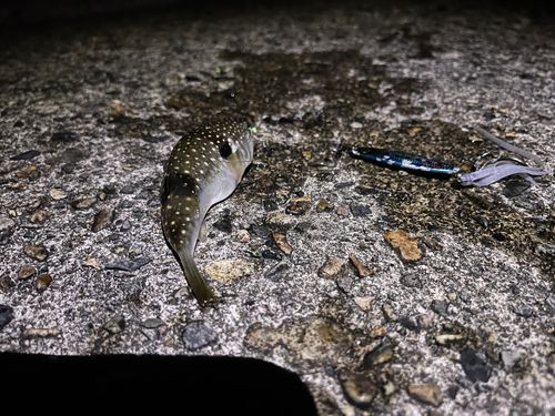 クサフグの釣果