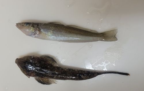 メゴチの釣果