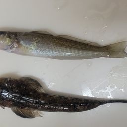 メゴチ