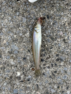 キスの釣果
