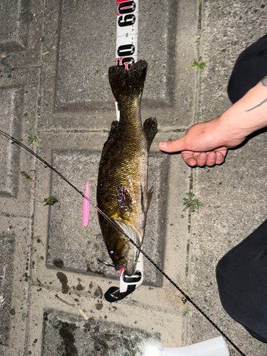 スモールマウスバスの釣果