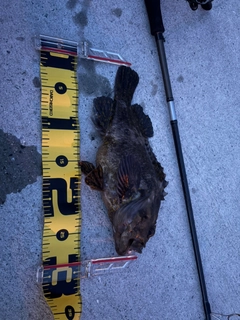 ムラソイの釣果