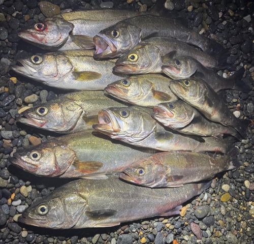 シーバスの釣果