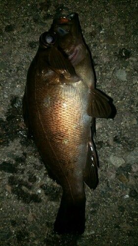 アカメバルの釣果