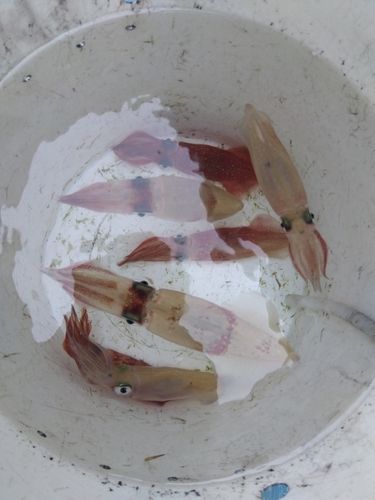 マルイカの釣果