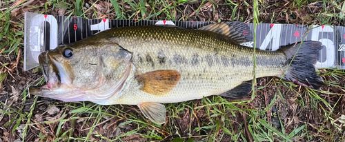 ブラックバスの釣果